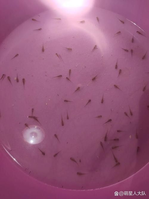 給我一些恐龍魚吃食的圖片參考：六角恐龍魚怎么養