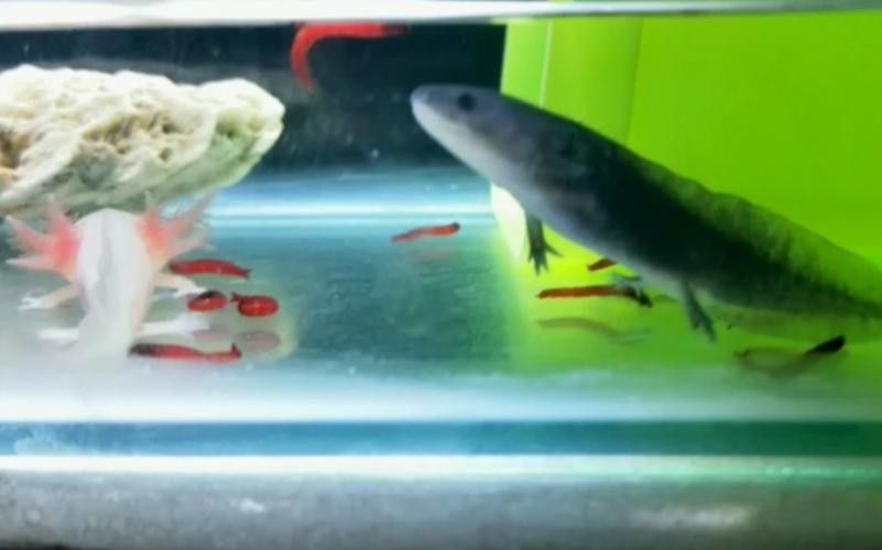 給我一些恐龍魚吃食的圖片參考：六角恐龍魚怎么養
