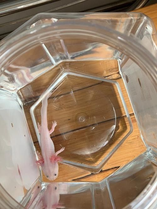 給我一些恐龍魚吃食的圖片參考：六角恐龍魚怎么養