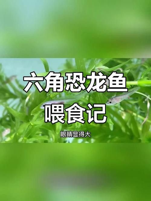 給我一些恐龍魚吃食的圖片參考：六角恐龍魚怎么養