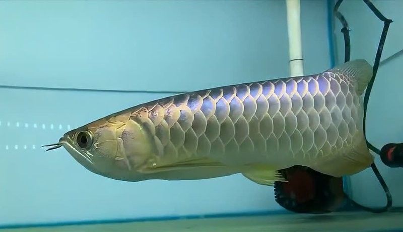 青島哪個(gè)水族館龍魚好？祥龍魚場龍魚：青島水族館、海底世界哪個(gè)更適合帶孩子去？