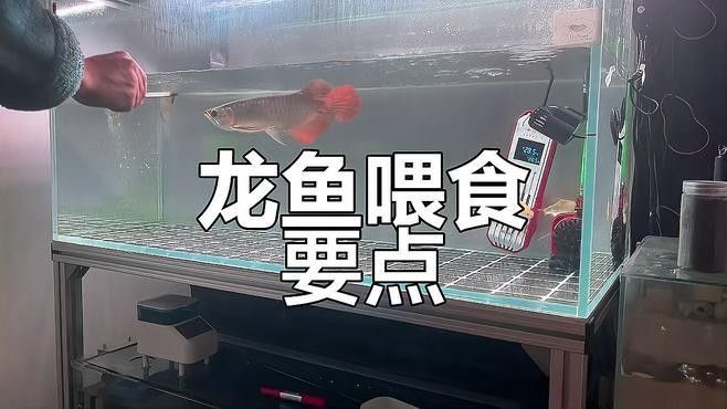 如何為紅龍魚提供均衡飲食：紅龍魚七大必吃食物營養搭配全解析紅龍魚喂食技巧
