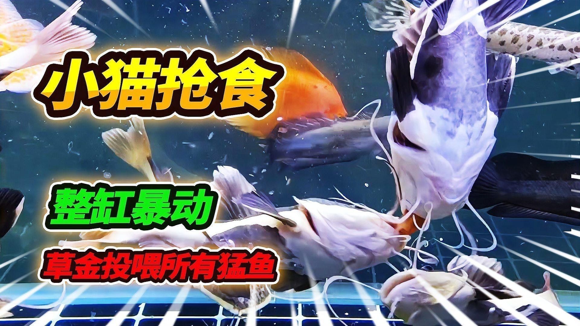 虎紋恐龍魚吃什么長得快：虎紋恐龍魚作為肉食性魚類其快速生長需通過科學投喂