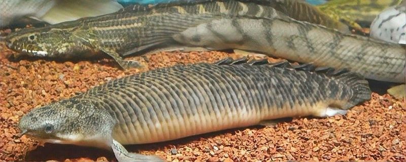 虎紋恐龍魚吃什么長得快：虎紋恐龍魚作為肉食性魚類其快速生長需通過科學投喂