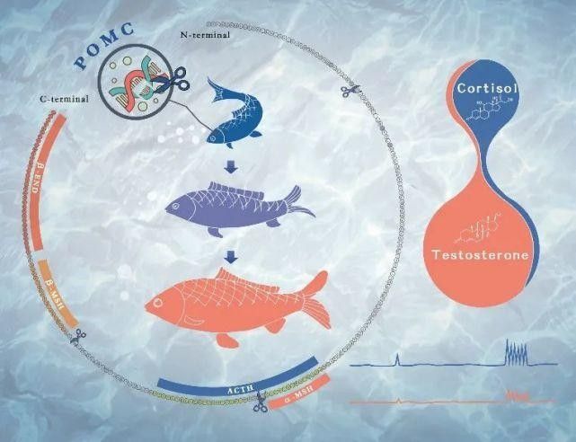 如何幫助金龍魚更快適應(yīng)新環(huán)境：幫助金龍魚適應(yīng)新環(huán)境需要從水質(zhì)、溫度、喂食、光照等多方面綜合管理