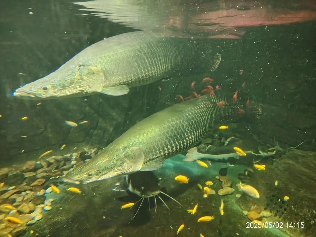雷波哪個(gè)水族館龍魚(yú)好？祥龍魚(yú)場(chǎng)龍魚(yú)：涼山彝族自治州雷波縣暫無(wú)明確水族館或魚(yú)場(chǎng)信息