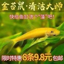 曼龍魚(yú)和龍魚(yú)哪個(gè)更貴：曼龍魚(yú)和龍魚(yú)哪個(gè)品種最貴？