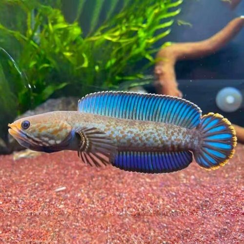 哪些品牌的奶茶雷龍魚口碑最好：奶茶雷龍魚怎么養