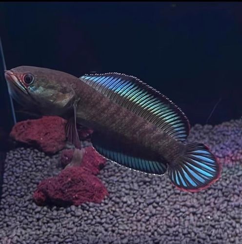 哪些品牌的奶茶雷龍魚口碑最好：奶茶雷龍魚怎么養