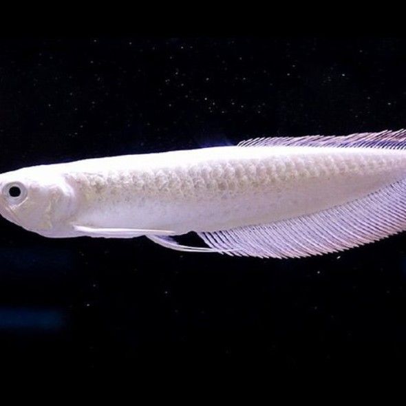 如何區(qū)分白化銀龍和雪龍？：探秘銀龍魚:稀有白化銀龍的真相與價(jià)格揭秘給我一份麻薯聽