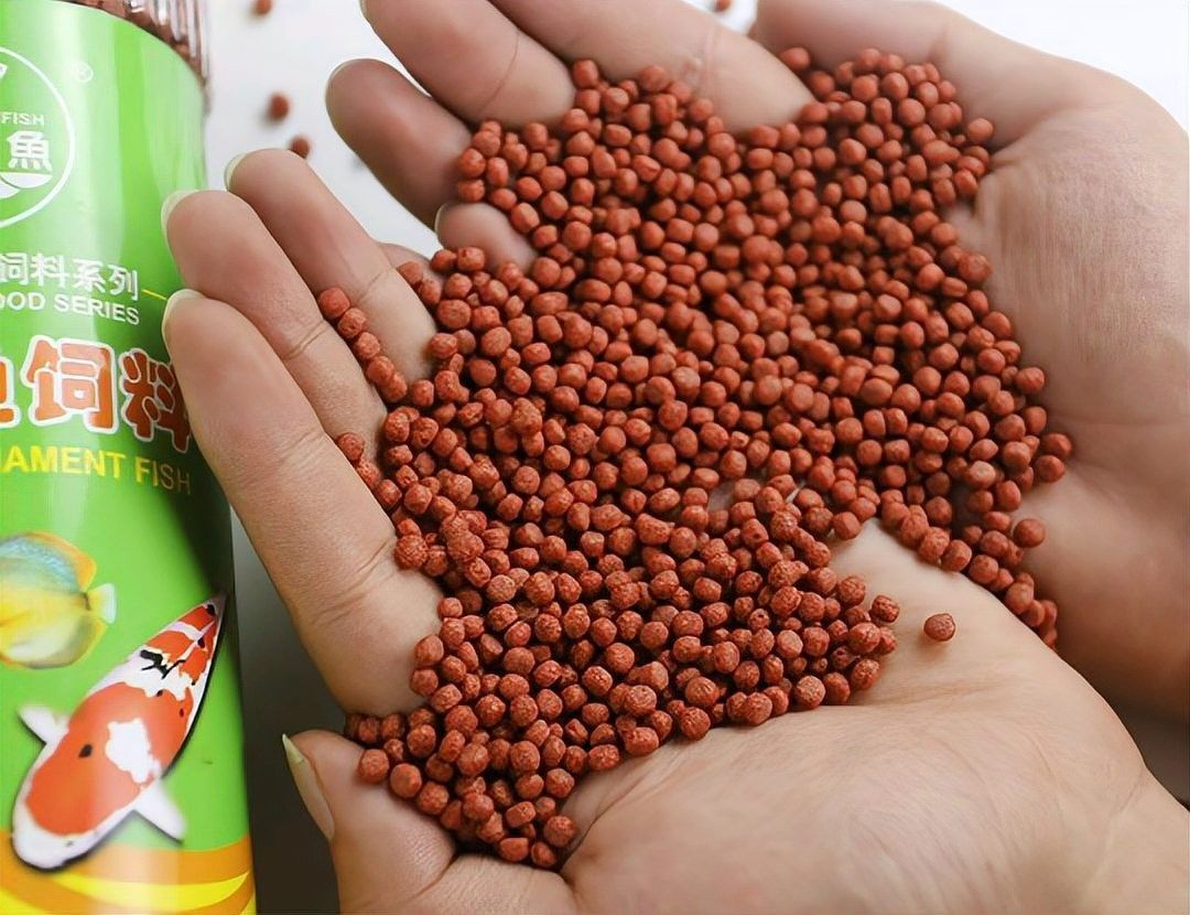 紅龍魚增色飼料需要長期喂嗎：紅龍魚增色飼料的長期喂養(yǎng)需結(jié)合科學(xué)配比和階段性調(diào)整
