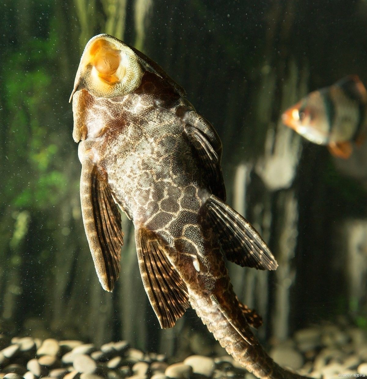 有哪些常見的恐龍魚品種？：恐龍魚作為多鰭魚科（polypteridae）的古老魚類