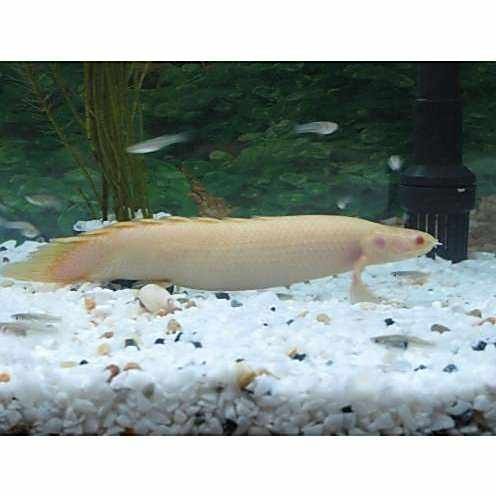 有哪些常見的恐龍魚品種？：恐龍魚作為多鰭魚科（polypteridae）的古老魚類