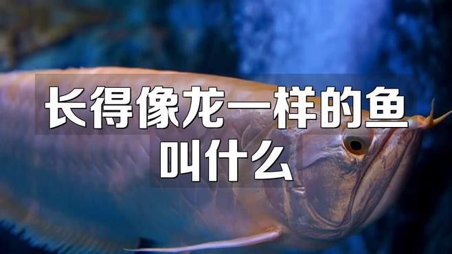 有哪些常見的恐龍魚品種？：恐龍魚作為多鰭魚科（polypteridae）的古老魚類