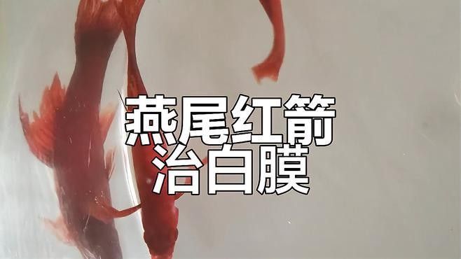 白膜病的治療方法有哪些？：白膜病治療方案