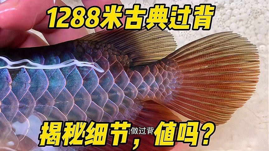 古典藍(lán)底過背金龍魚有哪些品種：古典藍(lán)底過背金龍魚