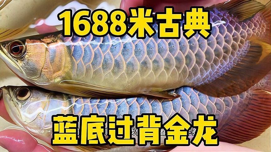 古典藍(lán)底過背金龍魚有哪些品種：古典藍(lán)底過背金龍魚