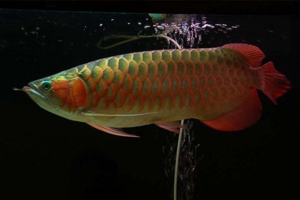 龍魚觀賞魚有哪些品種：龍魚品種分類及分布地