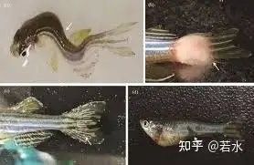 金龍魚背彎了多久會死：金龍魚出現(xiàn)背部彎曲后的存活時間取決于具體病因和嚴重程度
