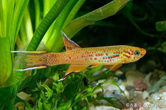 金龍魚背彎了多久會死：金龍魚出現(xiàn)背部彎曲后的存活時間取決于具體病因和嚴重程度