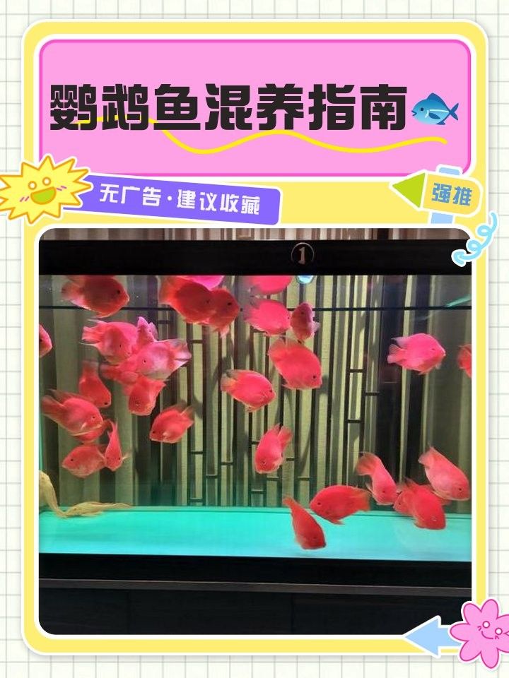 發(fā)財魚和鸚鵡魚混養(yǎng)需要注意什么？：發(fā)財魚和鸚鵡魚可以一起養(yǎng)嗎