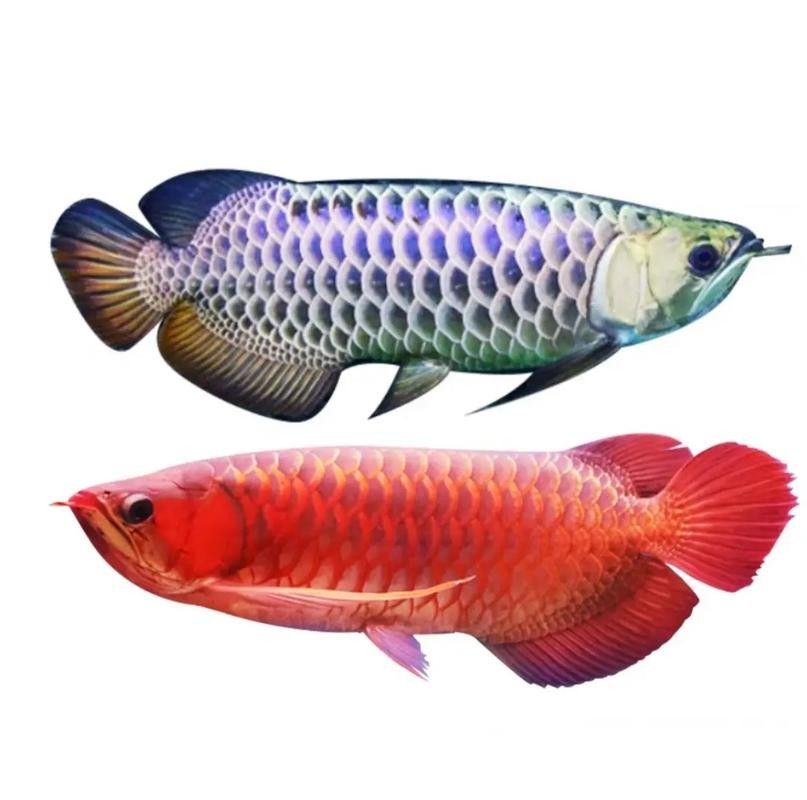 高清金龍魚圖片的尺寸：金龍魚怎么挑選 高清金龍魚圖片的尺寸：金龍魚怎么挑選 龍魚百科 第9張