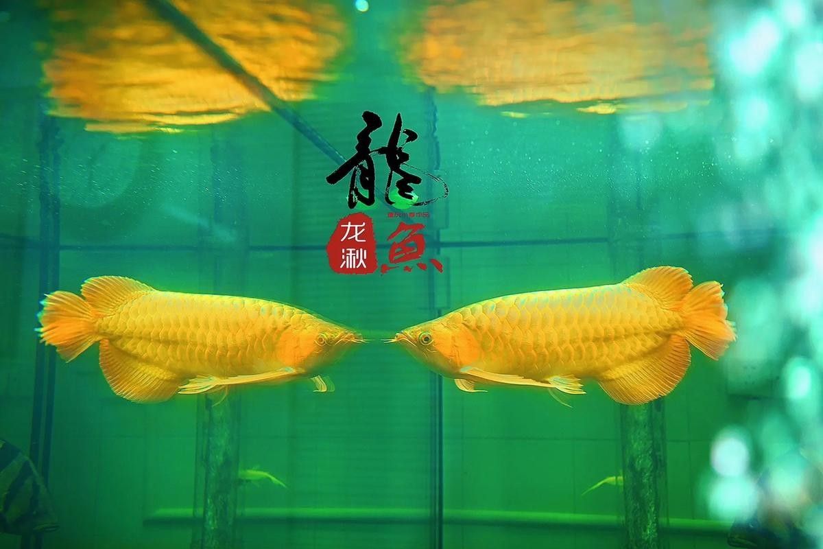 高清金龍魚圖片的尺寸：金龍魚怎么挑選 高清金龍魚圖片的尺寸：金龍魚怎么挑選 龍魚百科 第22張