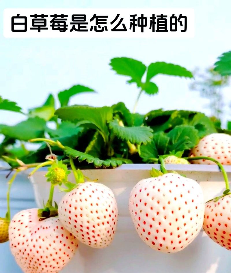 白色草莓的種植方法：白色草莓的種植方法及管理技術