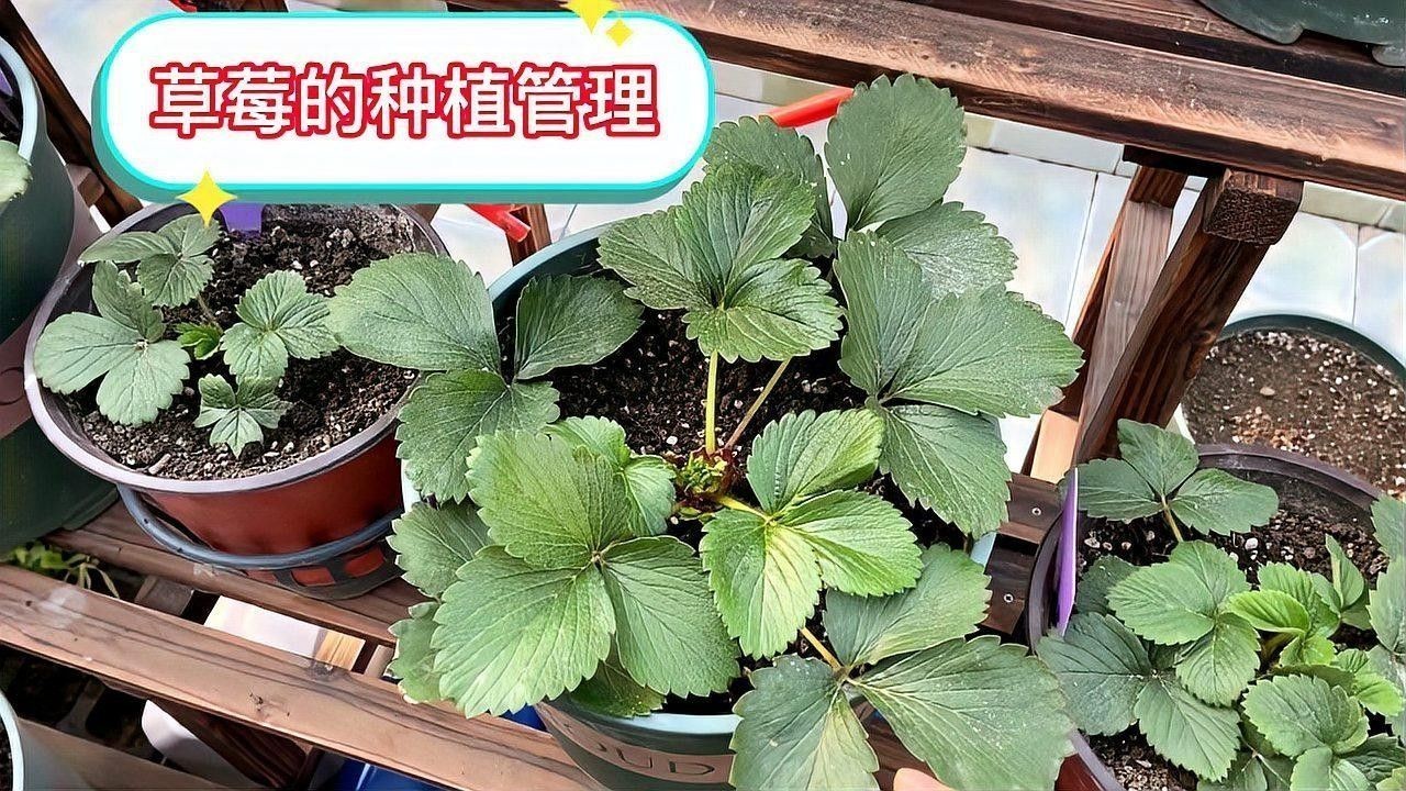 白色草莓的種植方法：白色草莓的種植方法及管理技術