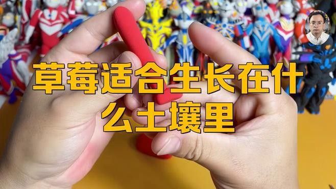 白色草莓的種植方法：白色草莓的種植方法及管理技術