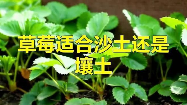 白色草莓的種植方法：白色草莓的種植方法及管理技術