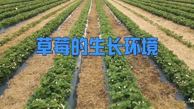 白色草莓的種植方法：白色草莓的種植方法及管理技術