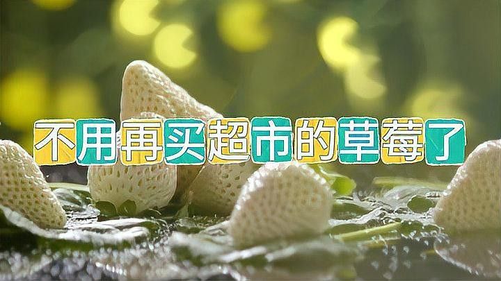 白色草莓的種植方法：白色草莓的種植方法及管理技術