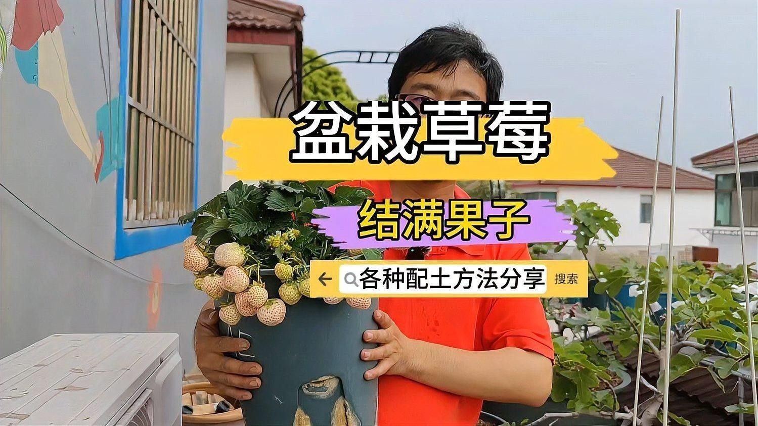 白色草莓的種植方法：白色草莓的種植方法及管理技術