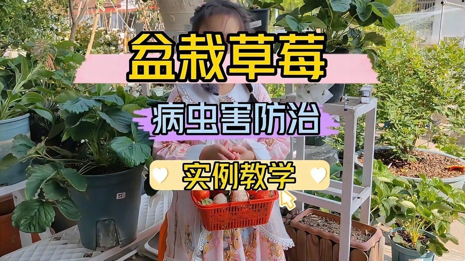 白色草莓的種植方法：白色草莓的種植方法及管理技術