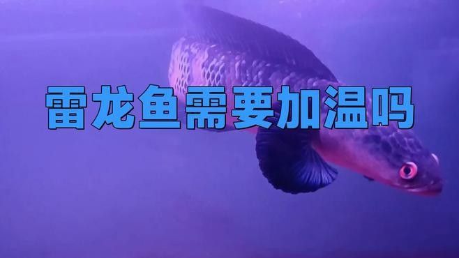 如何給七星雷龍魚加溫：七彩雷龍魚加溫需要注意的要點(diǎn)