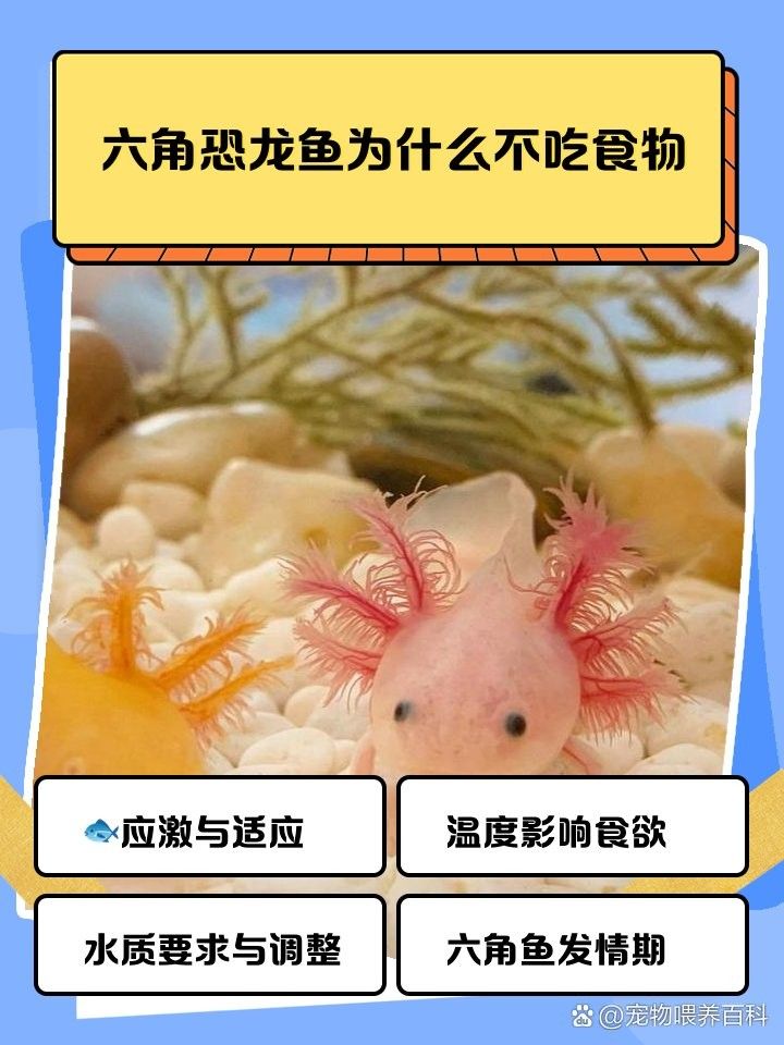 如果恐龍魚還是不吃食物怎么辦：六角恐龍不吃東西怎么辦