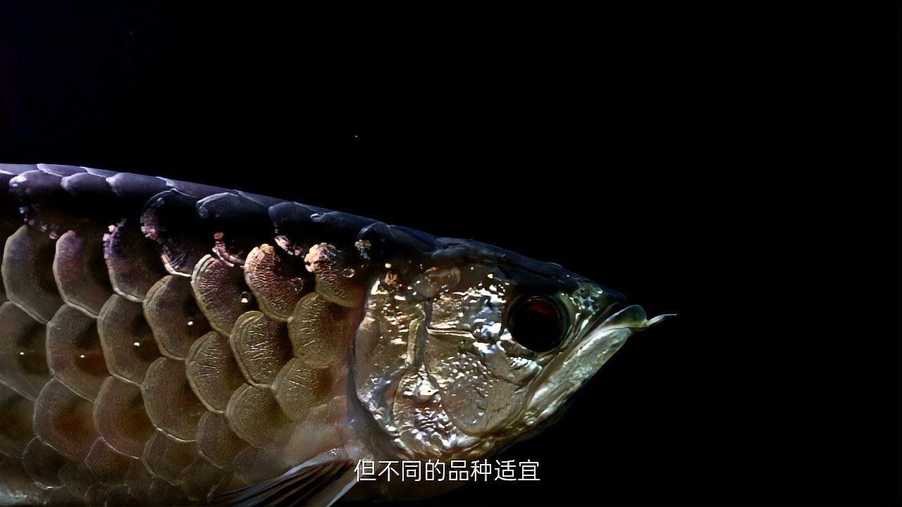 龍魚飼養中如何保持水溫穩定：龍魚最適宜的水溫為24-30℃，其中金龍魚以28℃為最佳