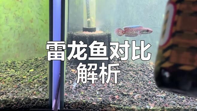 幻彩藍寶石雷龍魚發色后顏色會變嗎？：幻彩藍寶石雷龍魚發色后如何保持顏色穩定性受多種因素影響