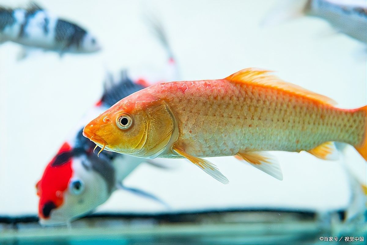 龍魚翹頭游會死嗎：龍魚翹頭游動（即頭部向上傾斜的異常游姿）通常是健康嚴(yán)重受損的表現(xiàn)