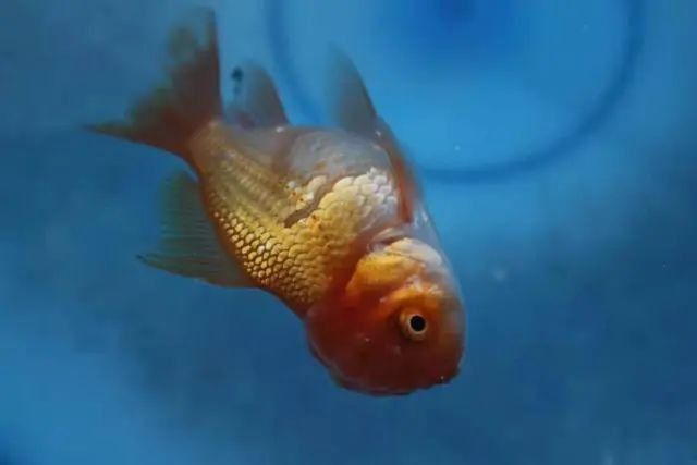 龍魚翹頭游會死嗎：龍魚翹頭游動（即頭部向上傾斜的異常游姿）通常是健康嚴(yán)重受損的表現(xiàn)