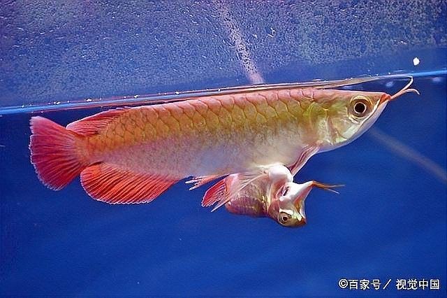 龍魚對硝化細菌敏感嗎：龍魚對硝化細菌的敏感性