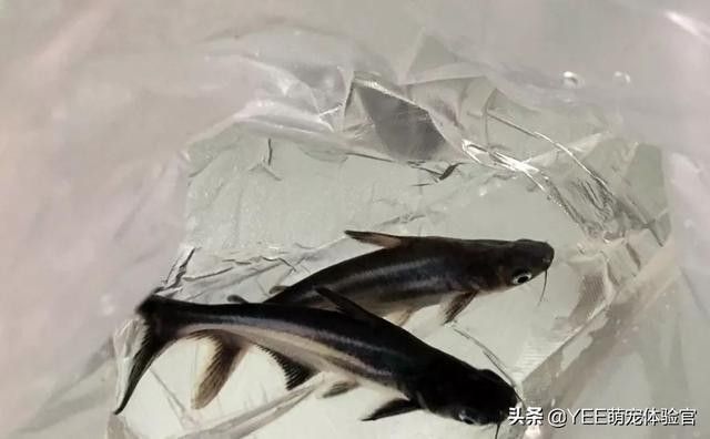 藍(lán)鯊和龍魚(yú)混養(yǎng)需要哪些躲避物：藍(lán)鯊與龍魚(yú)混養(yǎng)時(shí)需通過(guò)躲避物緩解領(lǐng)地沖突和減少驚嚇風(fēng)險(xiǎn)