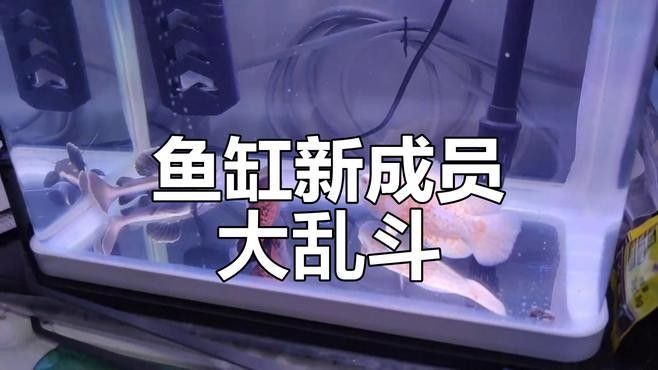 藍(lán)鯊和龍魚(yú)混養(yǎng)需要哪些躲避物：藍(lán)鯊與龍魚(yú)混養(yǎng)時(shí)需通過(guò)躲避物緩解領(lǐng)地沖突和減少驚嚇風(fēng)險(xiǎn)