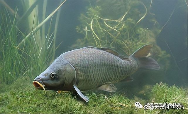 如何判斷深草旅店碼頭的魚群活動？：判斷深草旅店碼頭的魚群活動可通過以下綜合方法分析