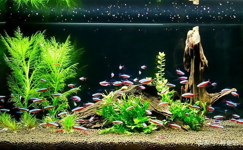 如何檢測魚缸水質是否穩定？：love寵物如何判斷魚缸水質是否健康