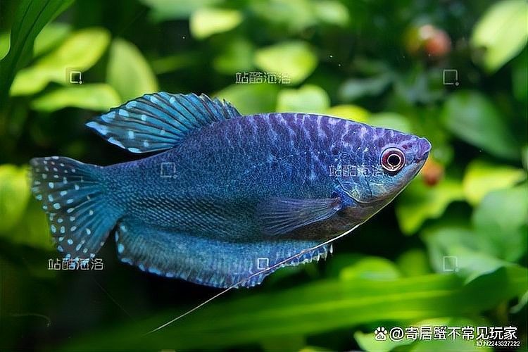 如何區分曼龍魚和其他相似魚種：曼龍魚與中國斗魚有區別嗎