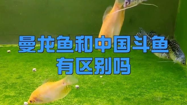 如何區分曼龍魚和其他相似魚種：曼龍魚與中國斗魚有區別嗎