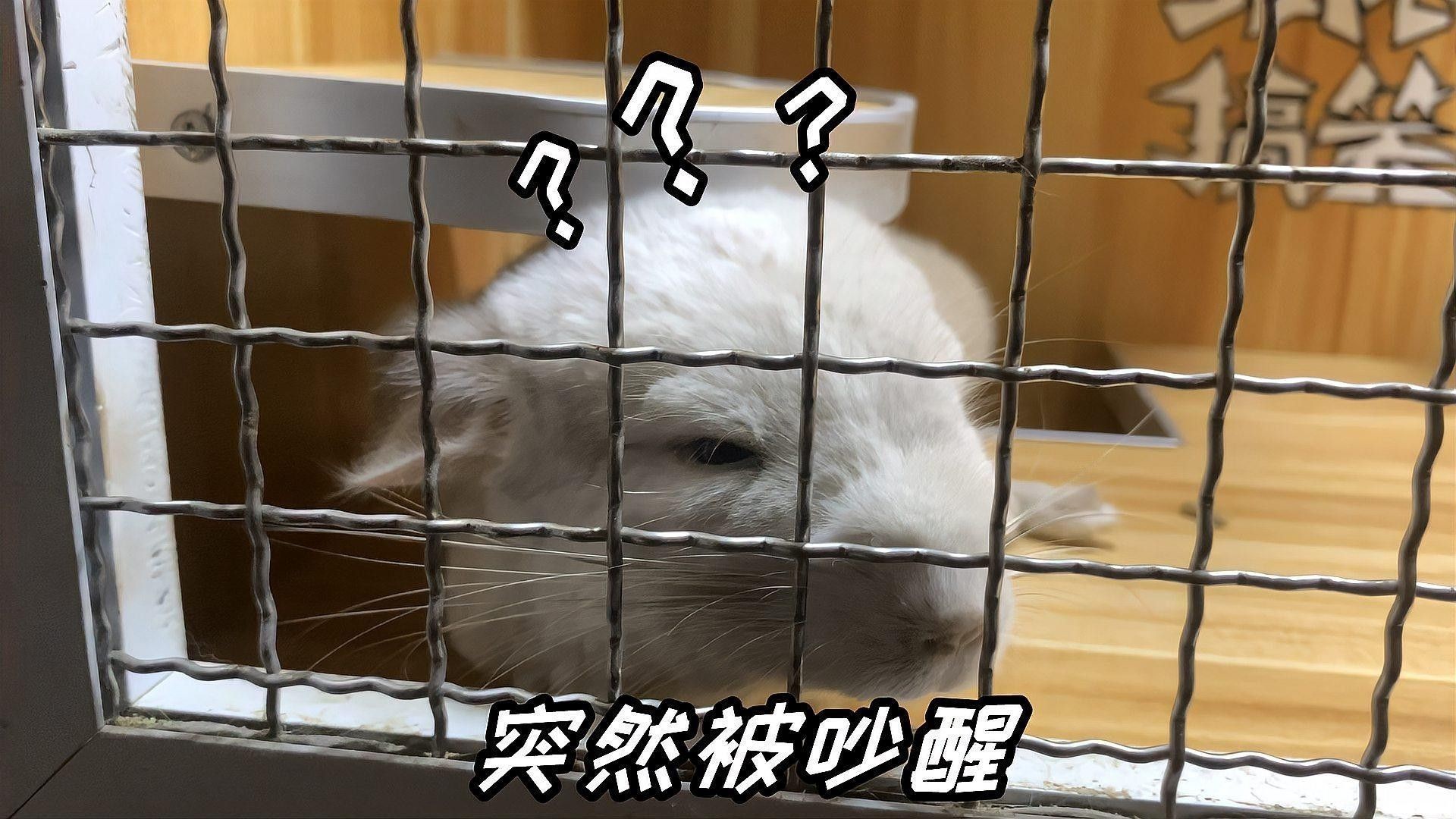 龍貓最喜歡的互動游戲有哪些：龍貓互動游戲推薦