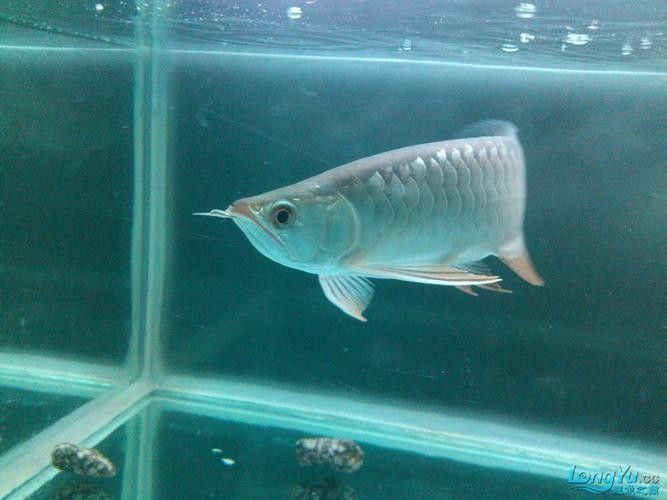 哪里可以購買到白化恐龍魚？：北京白化恐龍魚缸混養紅龍與巴卡雷龍的技巧木趣桌面
